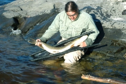 Jocelin admiring his trophy pike (2 miles rapid pool) Jocelin admiring his trophy pike (2 miles rapid pool)
