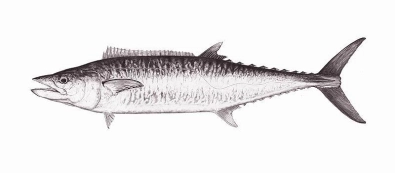 King mackerel King mackerel