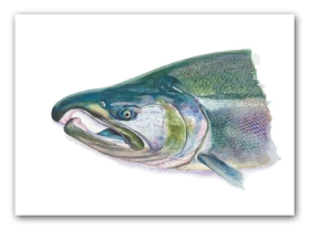 Coho salmon Coho salmon