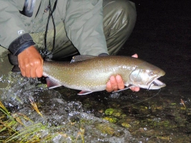 Brookie at dusk Brookie at dusk