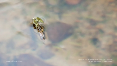 Ephemera danica Ephemera danica