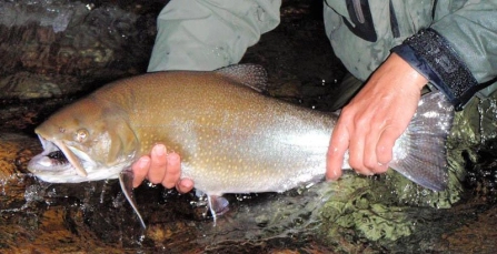 Hefty brookie Hefty brookie