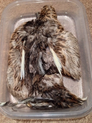 Summer duck Summer duck