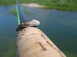 Alder fly V Alder fly V