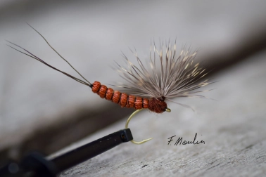 A mayfly A mayfly