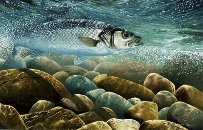 Bass on the Fly Bass on the Fly