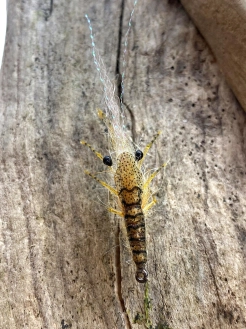 From the back From the back