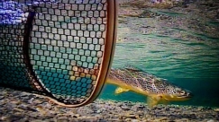 The release The release