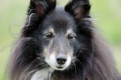 Divus the dog Divus the dog