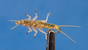 Stonefly nymph Stonefly nymph