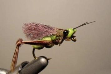 20 - color wing 20 - color wing