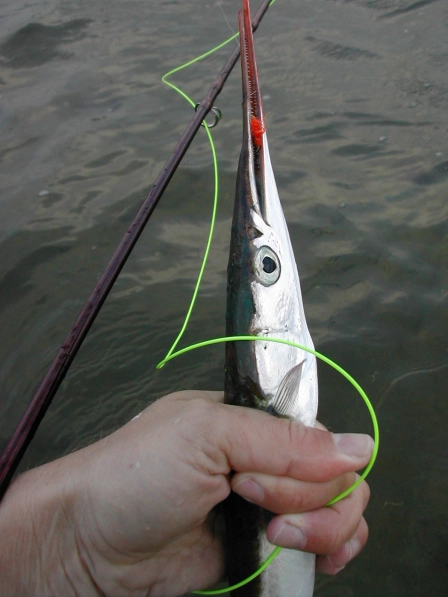 The simplest fly will work The simplest fly will work