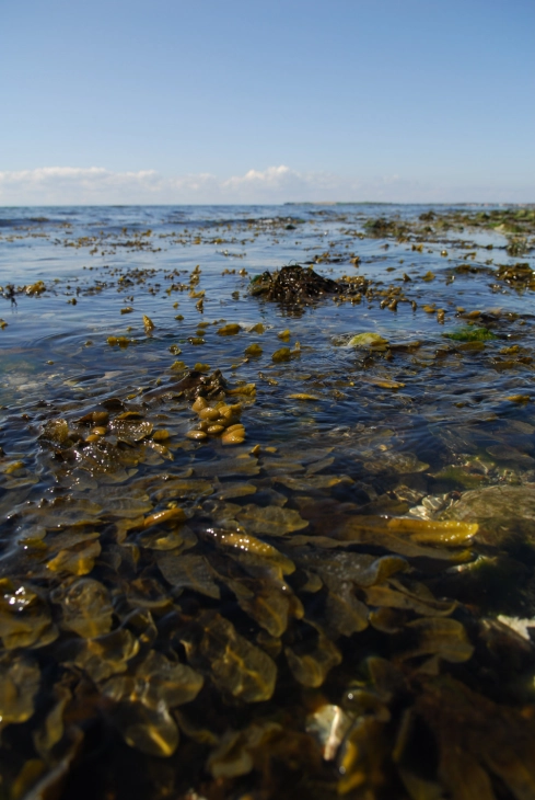 Rocks and sea weed Rocks and sea weed