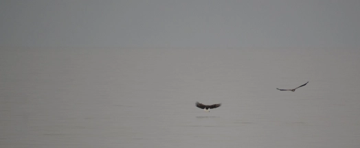 Hunting eagles Hunting eagles