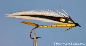 Golden Darter - Darren MacEachern Golden Darter - Darren MacEachern