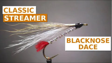 Video thumb for Blacknose Dace