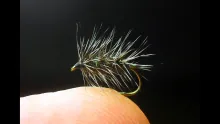 Video thumb for Griffith's Gnat