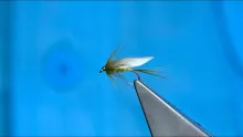 Video thumb for McLeod's Olive
