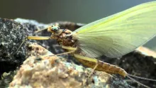 Video thumb for The Brown Trout and the Mayfly 