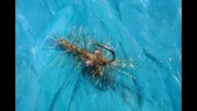 Video thumb for Gorrel's Hackle Shrimp