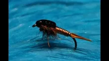 Video thumb for Copper Nymph