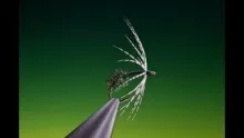 Video thumb for Peacock and Partridge Spider