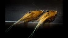 Video thumb for Speckled Shrimp