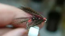 Video thumb for Small Claret Dabbler 