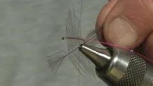 Video thumb for Tungsten and CDC shrimp