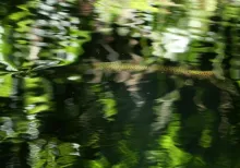 User submitted picture: Sipping, slipping through...