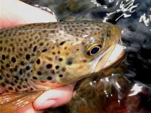 User submitted picture: Brown trout from the Quil...