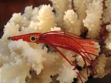 User submitted picture: Squid pattern, difficult ...