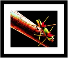 User submitted picture: Foam dry fly, Nikon F70