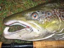 User submitted picture: 19 pound salmon from Fust...