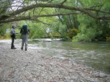 User submitted picture: Every leaf on these New Z...