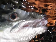 User submitted picture: A picture of a small salm...