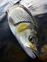 User submitted picture: Chub !