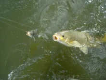 User submitted picture: what is the odds of catci...