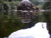 User submitted picture: Close up of a "waterskat...