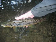 User submitted picture: A 17 inch (43cm) River Ed...