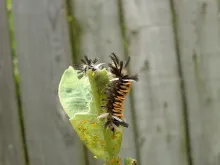 User submitted picture: same pillrz but, better s...