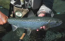 User submitted picture: Wild Landlocked Salmon (S...