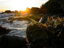 User submitted picture: Weed, Wind and Waves