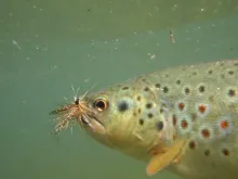 User submitted picture: During a mayfly hatch