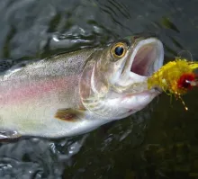 User submitted picture: Rainbow with a big appeti...