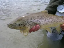 User submitted picture: This brown trout has put ...