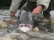 User submitted picture: Look at it from the Salmo...