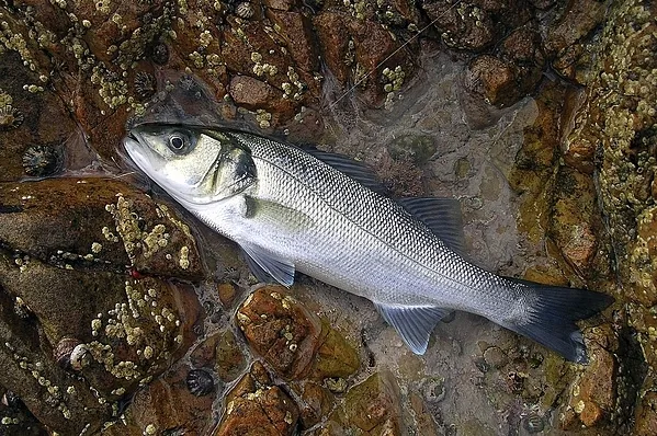 User submitted picture: Sea Bass!