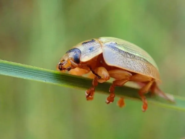 User submitted picture: Tasmanian Gum Beetle