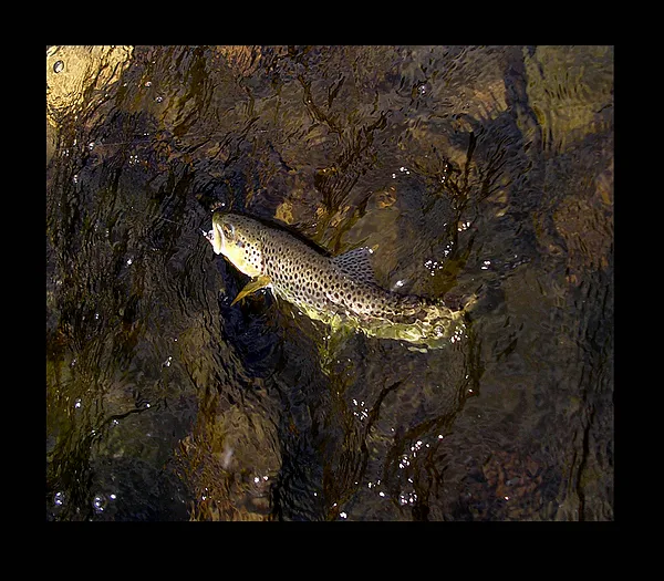 User submitted picture: Trout